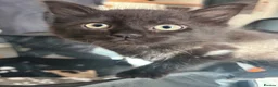 Mixed Breed cats for sale: Mixed gender black kittens  - Advert 11