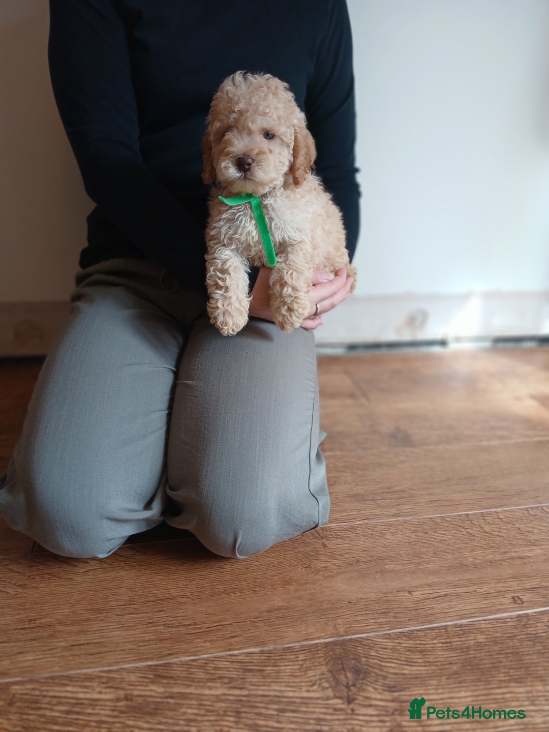 Cockapoo dogs for sale: Cockapoo puppies  - Image 6