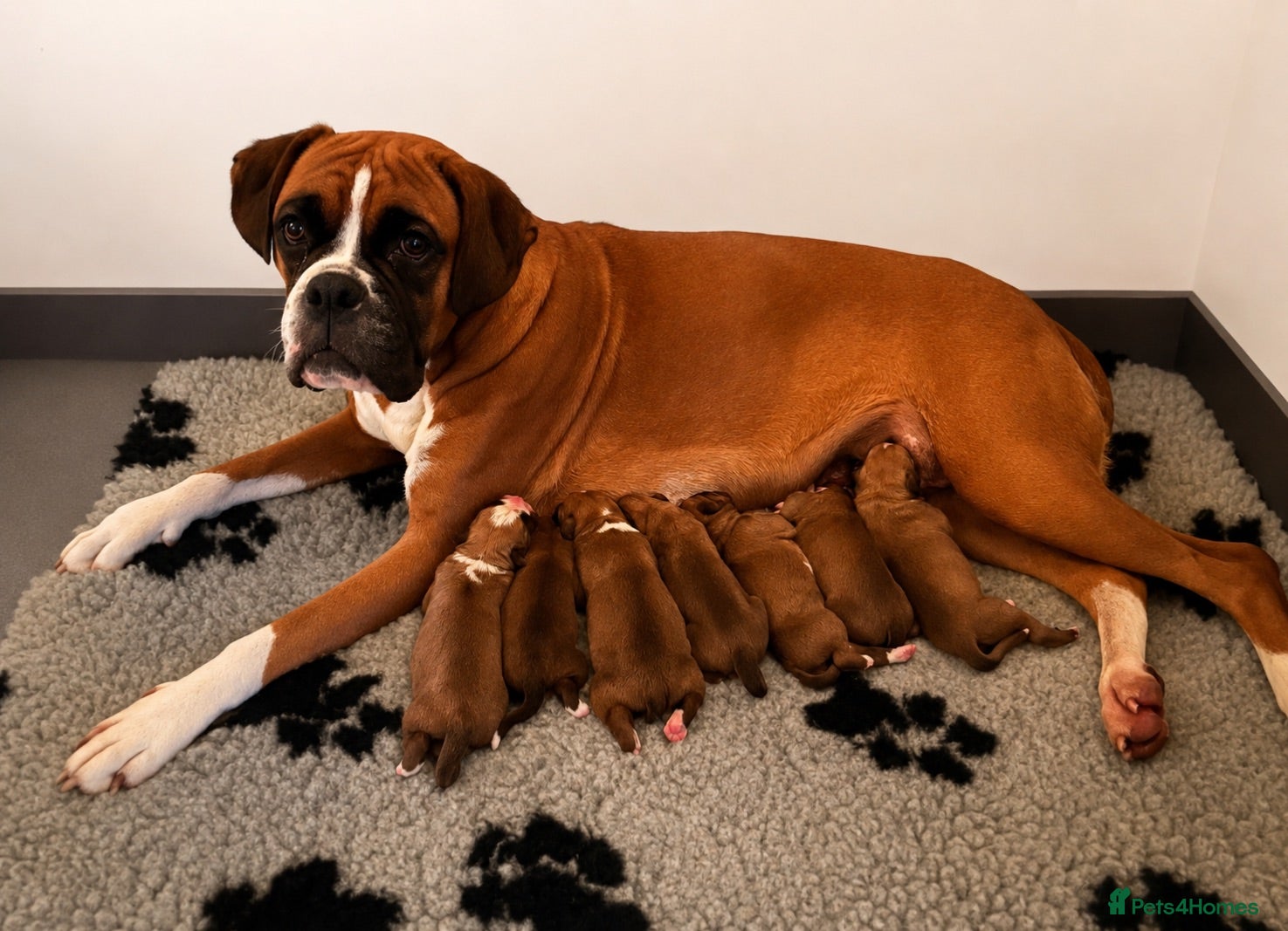 Boxer dogs Beautiful Red & White Boxer Puppies – Ready August - Advert 1
