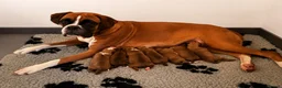 Boxer dogs for sale: Beautiful Red & White Boxer Puppies – Ready August - Advert 1