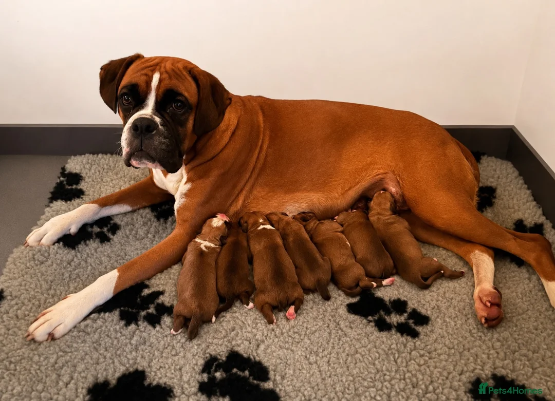 Boxer dogs for sale: Beautiful Red & White Boxer Puppies – Ready August - Advert 1