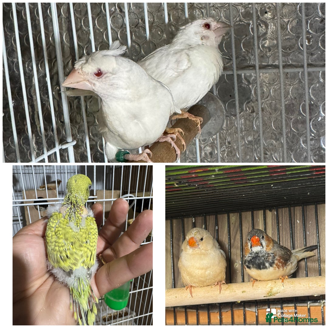 Finches birds for sale: Zebra Finches - Advert 1