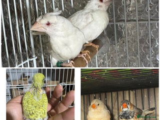 Finches birds Zebra Finches - Advert 3