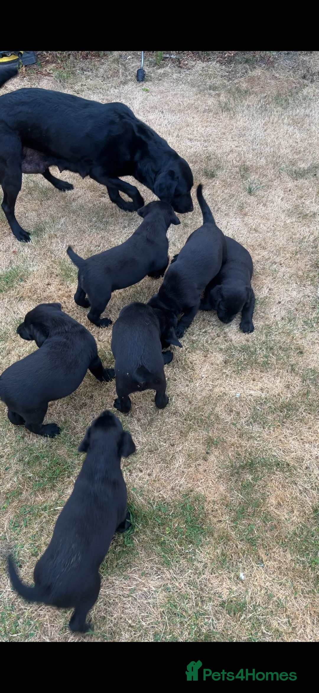 Labrador Retriever dogs for sale: Beautiful Black Labrador Puppies  - Advert 11