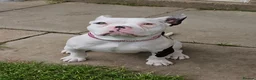 American Bully dogs for sale: Pocket bully female abkc  in Grimsby - Advert 3