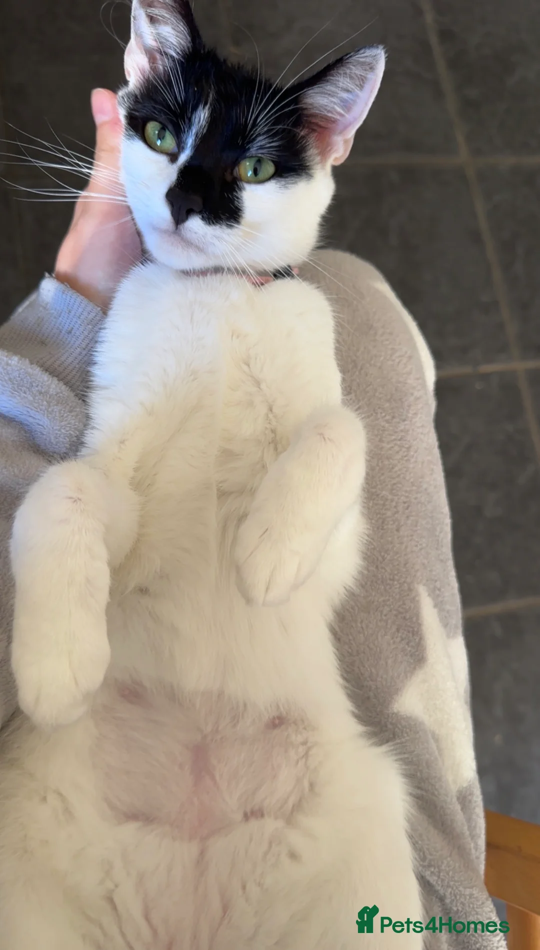 British Shorthair cats for sale: Angel - Advert 2