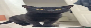 Raven 