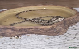 Bearded Dragon reptiles for sale: Baby bearded  - Image 8