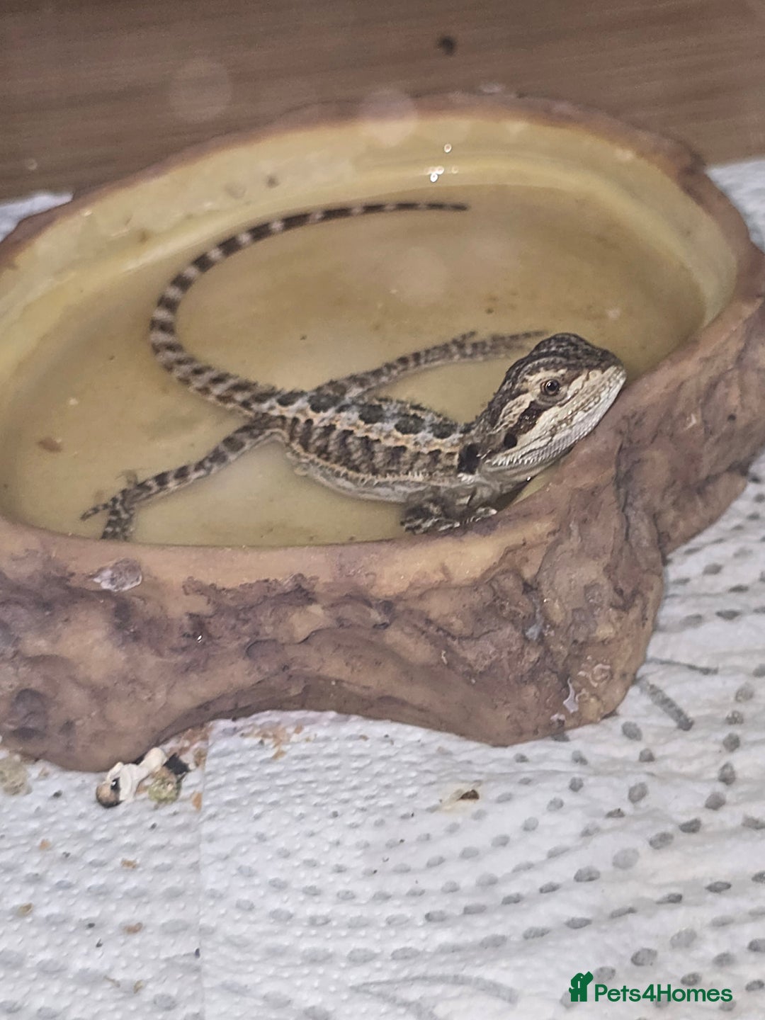 Bearded Dragon reptiles for sale: Baby bearded  - Image 8