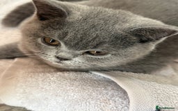 British Shorthair cats for sale: BSH READY TO GO! TICA REGISTERED 1 BOY LEFT in Gloucester - Image 7