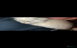 Ragdoll cats for sale: Female ragdoll  - Image 3