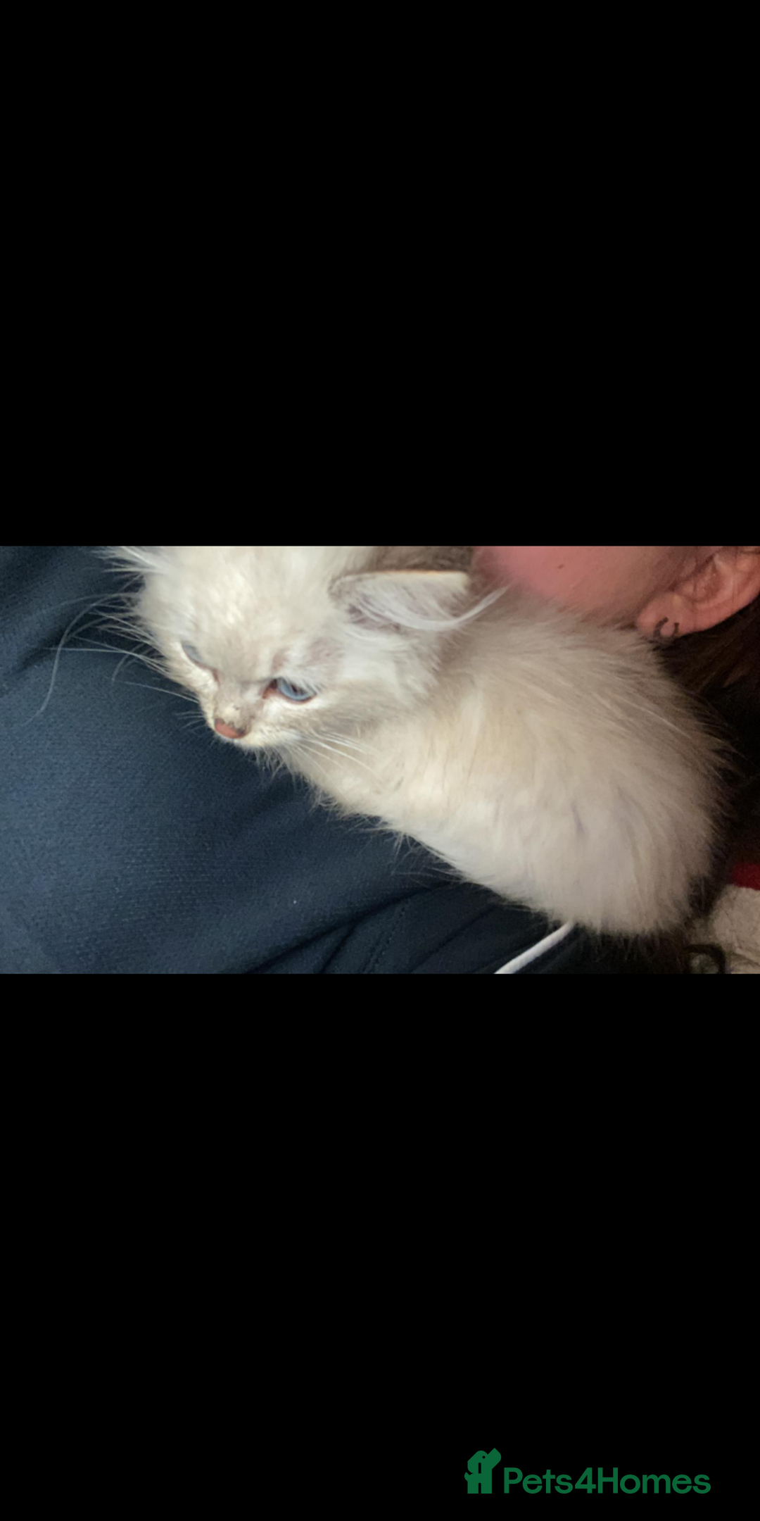 Ragdoll cats for sale: Female ragdoll  - Image 3
