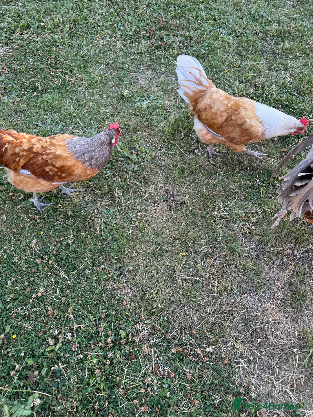Chickens poultry for sale: Purebred Vorwerk chicks and chickens for sale - Image 9