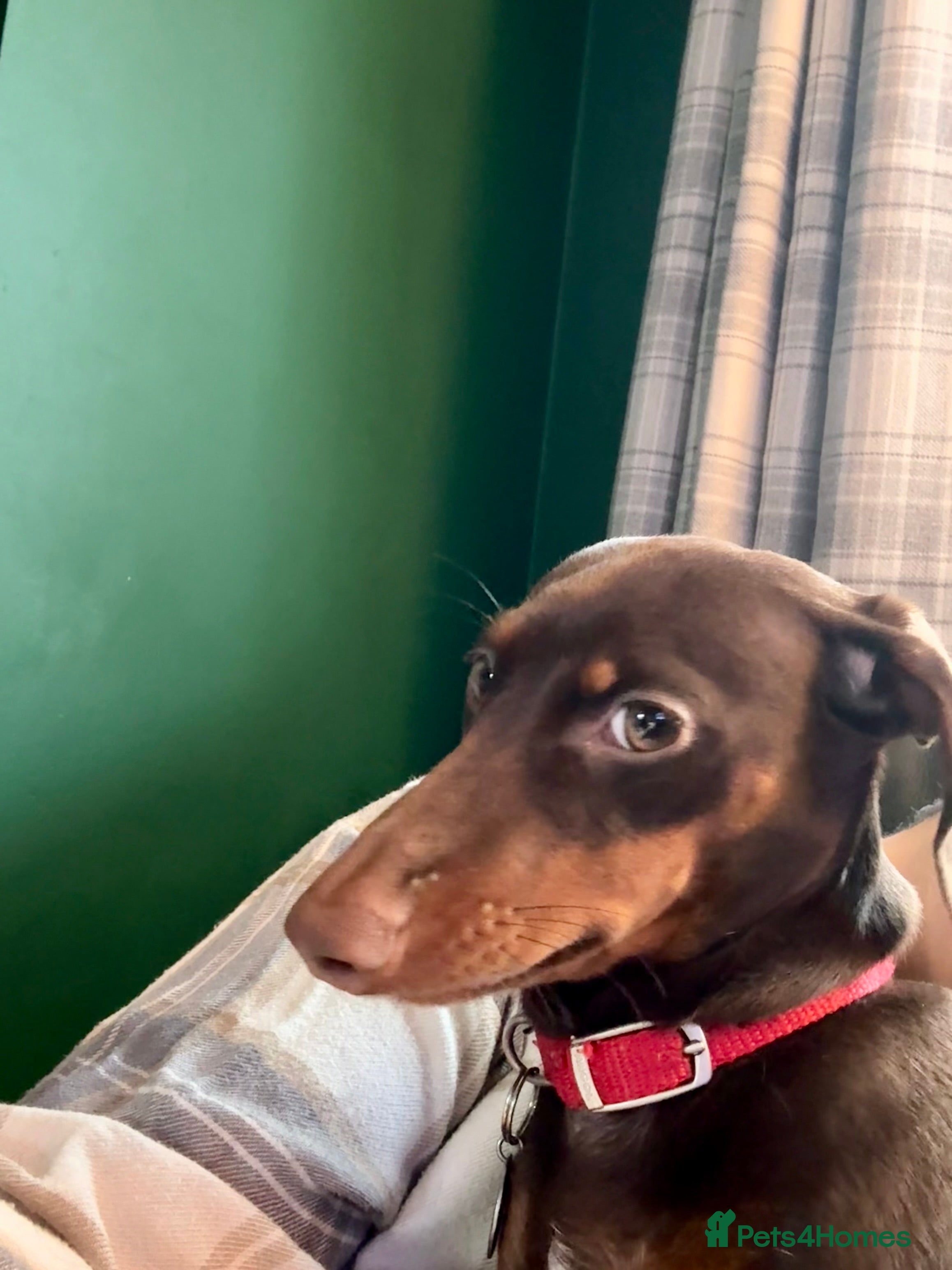 Coco