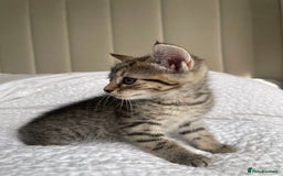 Mixed Breed cats for sale: Kitten for sale - Image 2