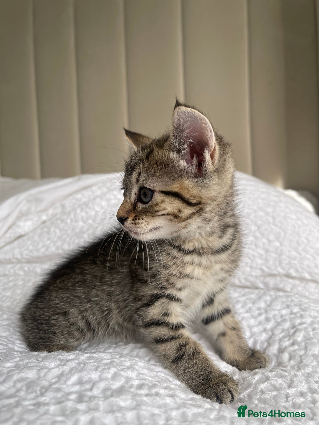 Mixed Breed cats for sale: Kitten for sale - Image 2