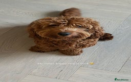 Mixed Breed dogs for sale: Puppies looking for a loving family  - Image 13