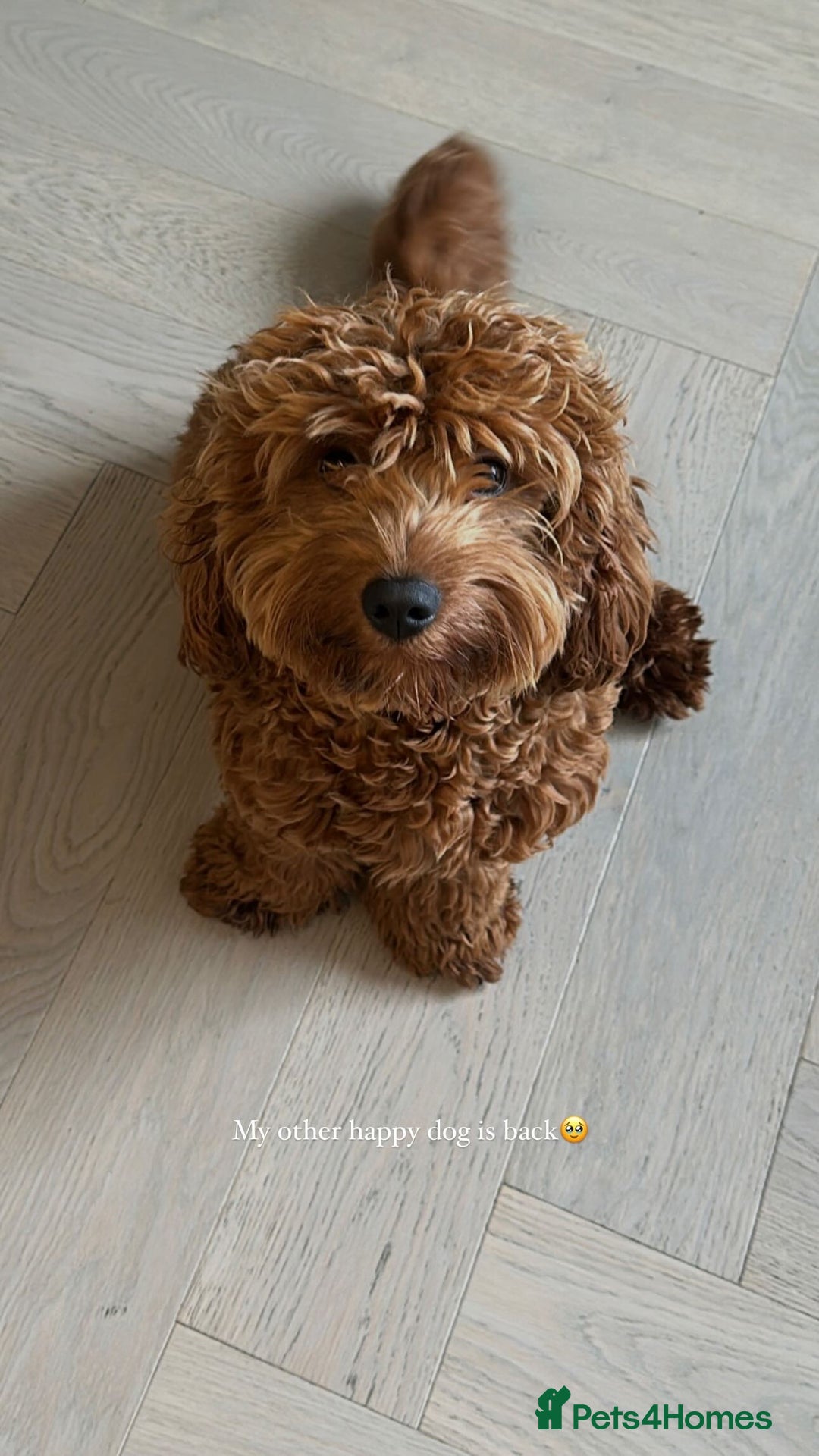 Mixed Breed dogs for sale: Puppies looking for a loving family  - Image 13