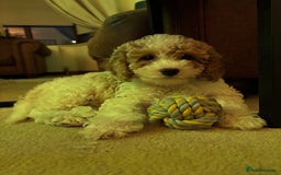 Cavapoochon dogs for sale: 1 beautiful Cavapoochon girls ready now - Image 4