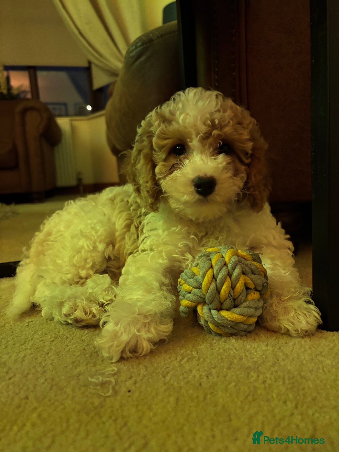 Cavapoochon dogs for sale: 1 beautiful Cavapoochon girls ready now - Image 4