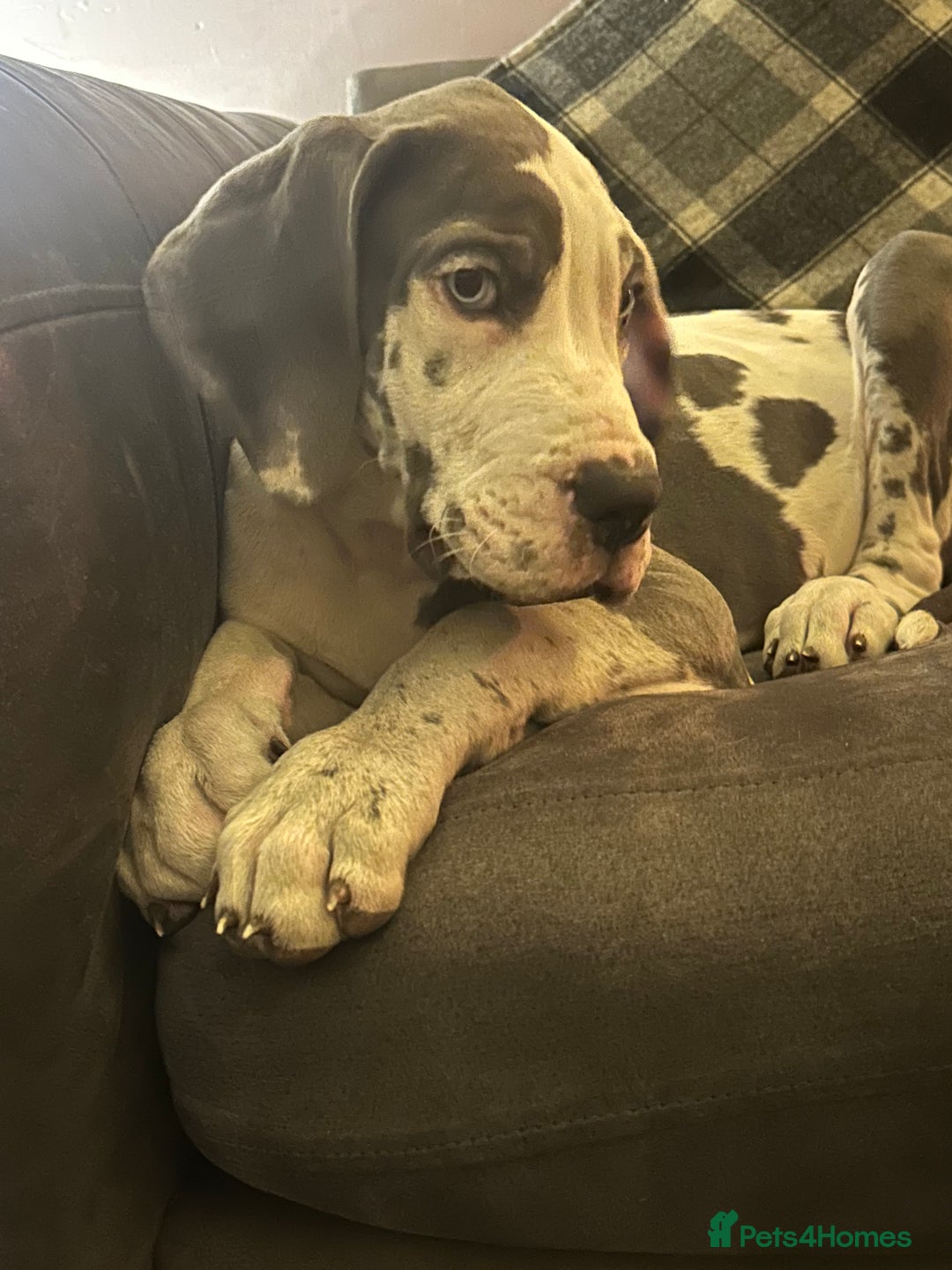 Great Dane dogs for sale: Reduced***** KC registered blue Great Dane puppies - Advert 29