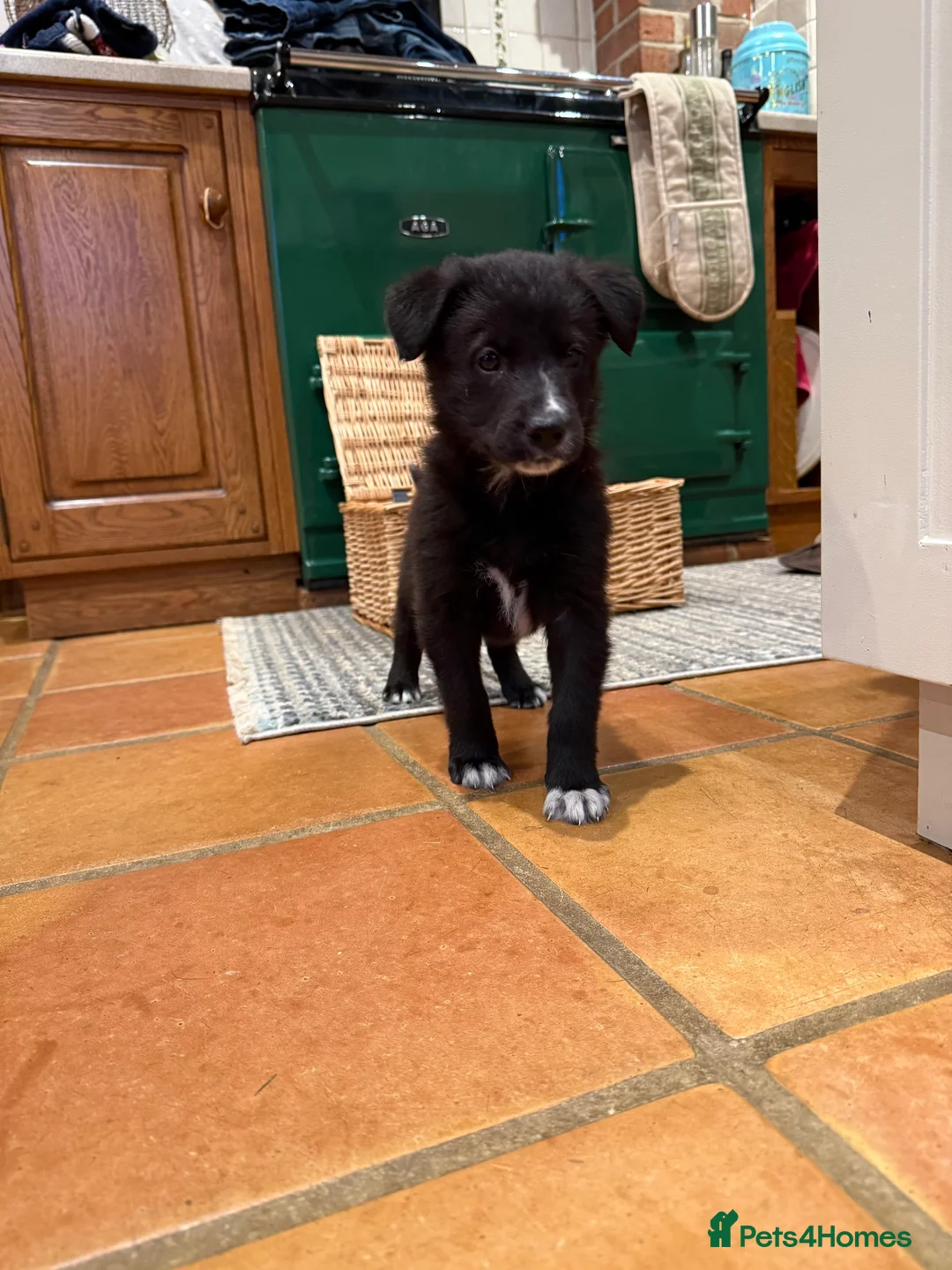 Mixed Breed dogs for sale: Shollie puppies -German Shepherd x Boarder Collie  in Oakham - Advert 1