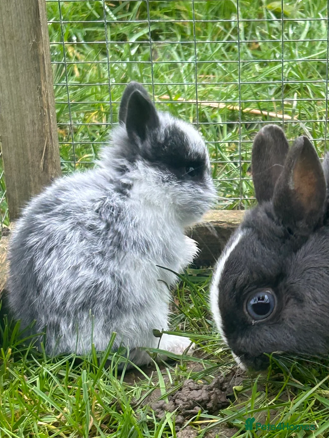 Netherland Dwarf rabbits for sale: Beautiful friendly Netherland Dwarf baby bunnies  - Advert 1