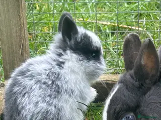 Netherland Dwarf rabbits Beautiful friendly Netherland Dwarf baby bunnies - Advert 13