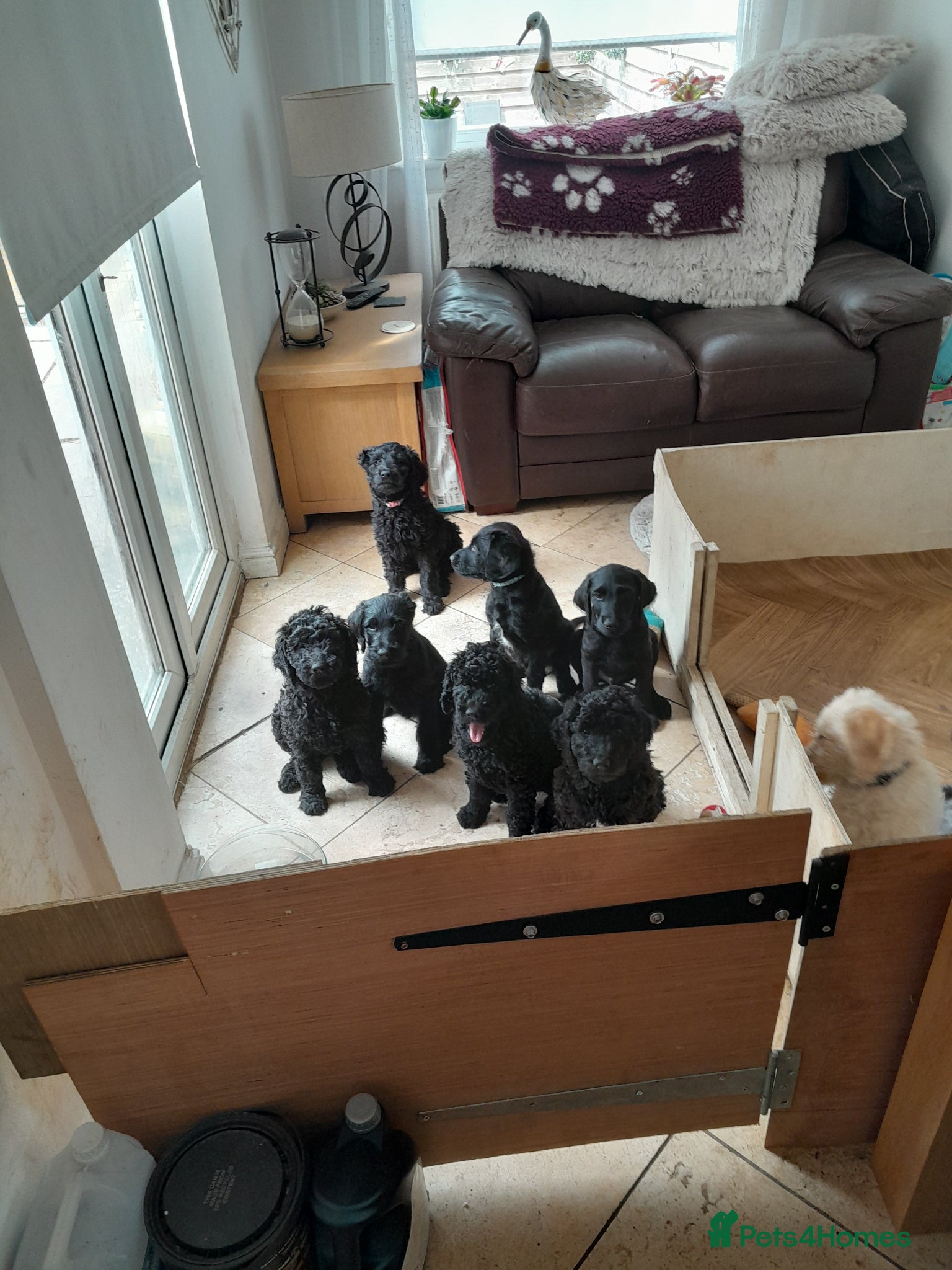 Goldendoodle dogs for sale: Gorgeous Goldendoodle puppies - Advert 9