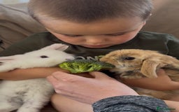 German Lop rabbits for sale: 9 month old German lops full set up  - Image 4