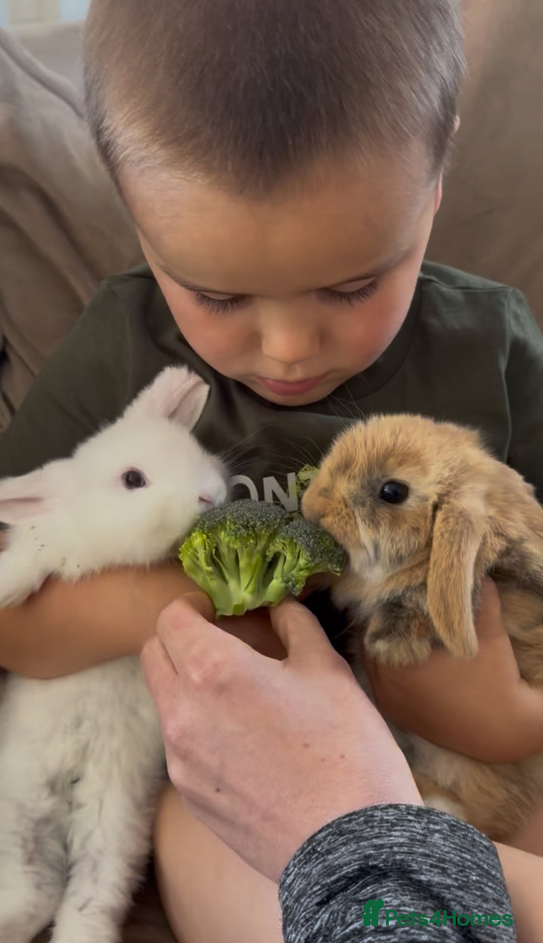 German Lop rabbits for sale: 9 month old German lops full set up  - Image 4