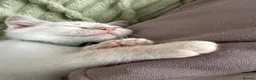 Mixed Breed cats for sale: Twin boys need to go together  - Advert 17
