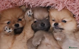 Pomeranian dogs for sale: Purebred Pomeranian Pups Raised with Love in LDN - Image 4