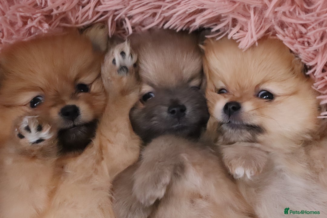 Pomeranian dogs for sale: Purebred Pomeranian Pups Raised with Love in LDN - Image 4