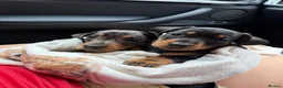 Miniature Dachshund dogs for sale: Miniature dachshund puppies 🐶 READY NOW - Advert 5