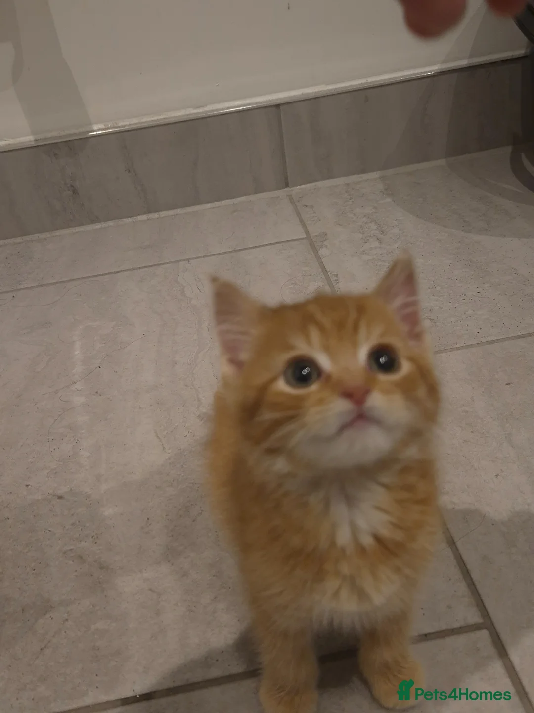 Mixed Breed cats for sale: A cute little fluffy boy needing a new home - Advert 1