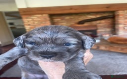 Cockapoo dogs for sale: Marble /tan cockerpoo - Image 24
