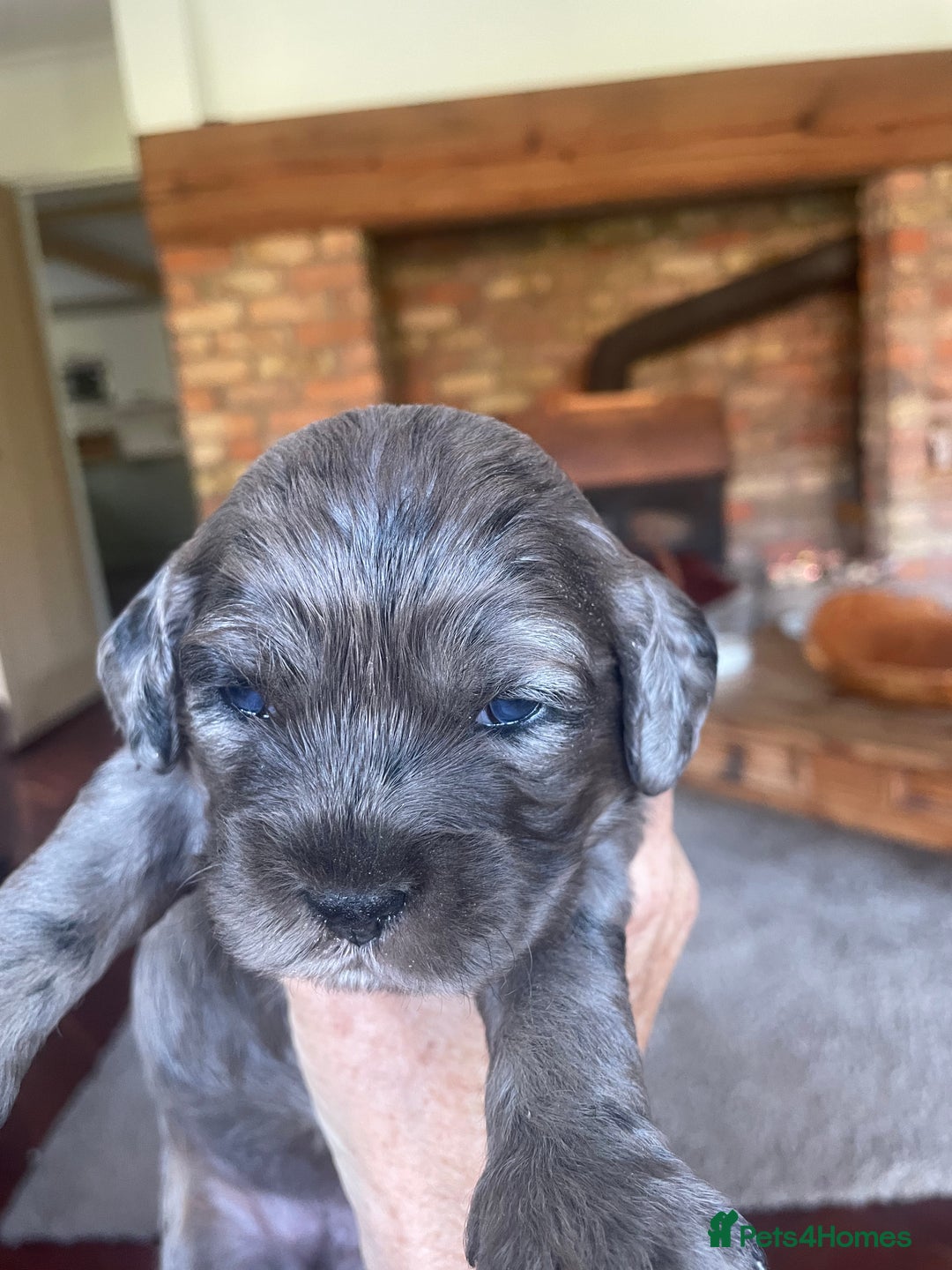 Cockapoo dogs for sale: Marble /tan cockerpoo - Image 24