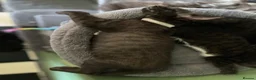 Mixed Breed cats for sale: Kittens looking for forever homes - Advert 15