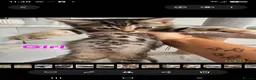 Mixed Breed cats for sale: Beautiful kittens - Advert 25
