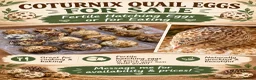 Quail poultry for sale: 🥚🐣 COTURNIX QUAIL EGGS FOR SALE! 🐣🥚 in Derby - Advert 1