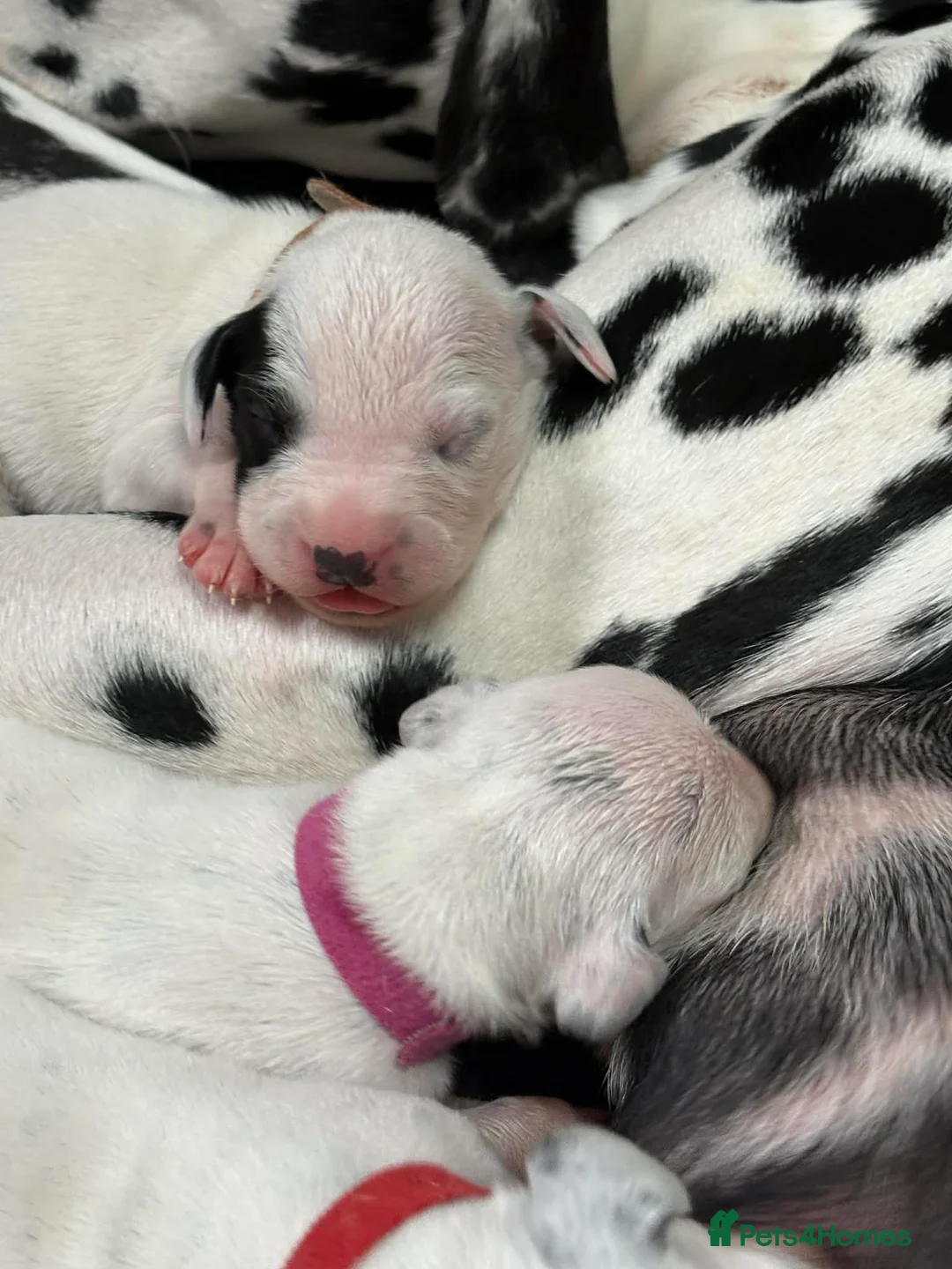 Dalmatian dogs for sale: 15 Dalmation puppies - Advert 17