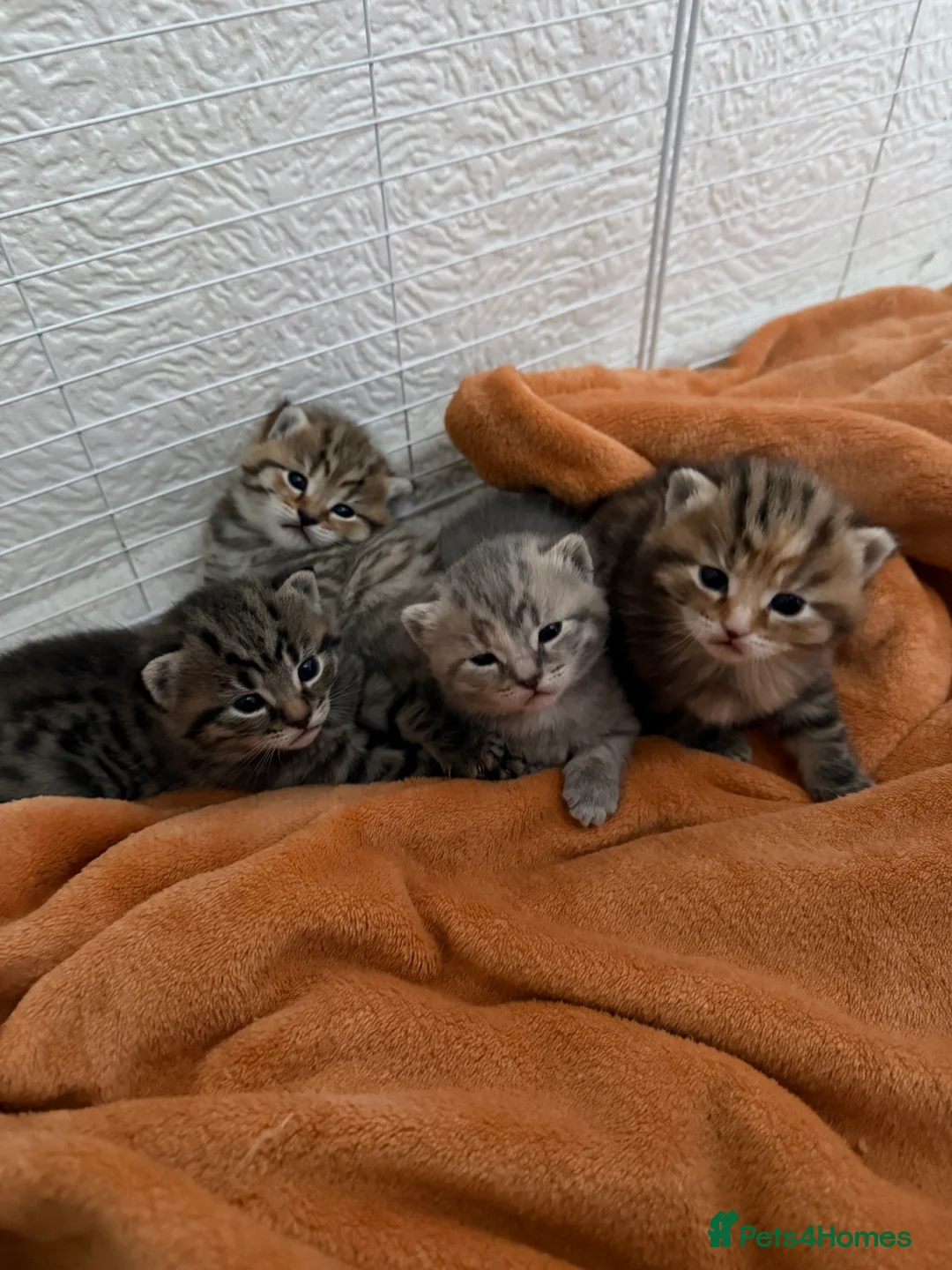 Mixed Breed cats for sale: 4 beautiful kittens for sale 🐱 - Advert 3