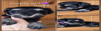 Miniature Schnauzer 4