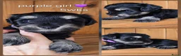 Miniature Schnauzer dogs for sale: Stunning black and silver Miniature Schnauzer Pups - Advert 15