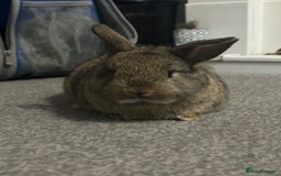 Netherland Dwarf rabbits for sale: netherland dwarf x minilop 5 black / brown rabbits - Image 3