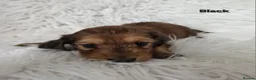 Miniature Dachshund dogs for sale: STUNNING KC SHADED RED LONG HAIR - Advert 25