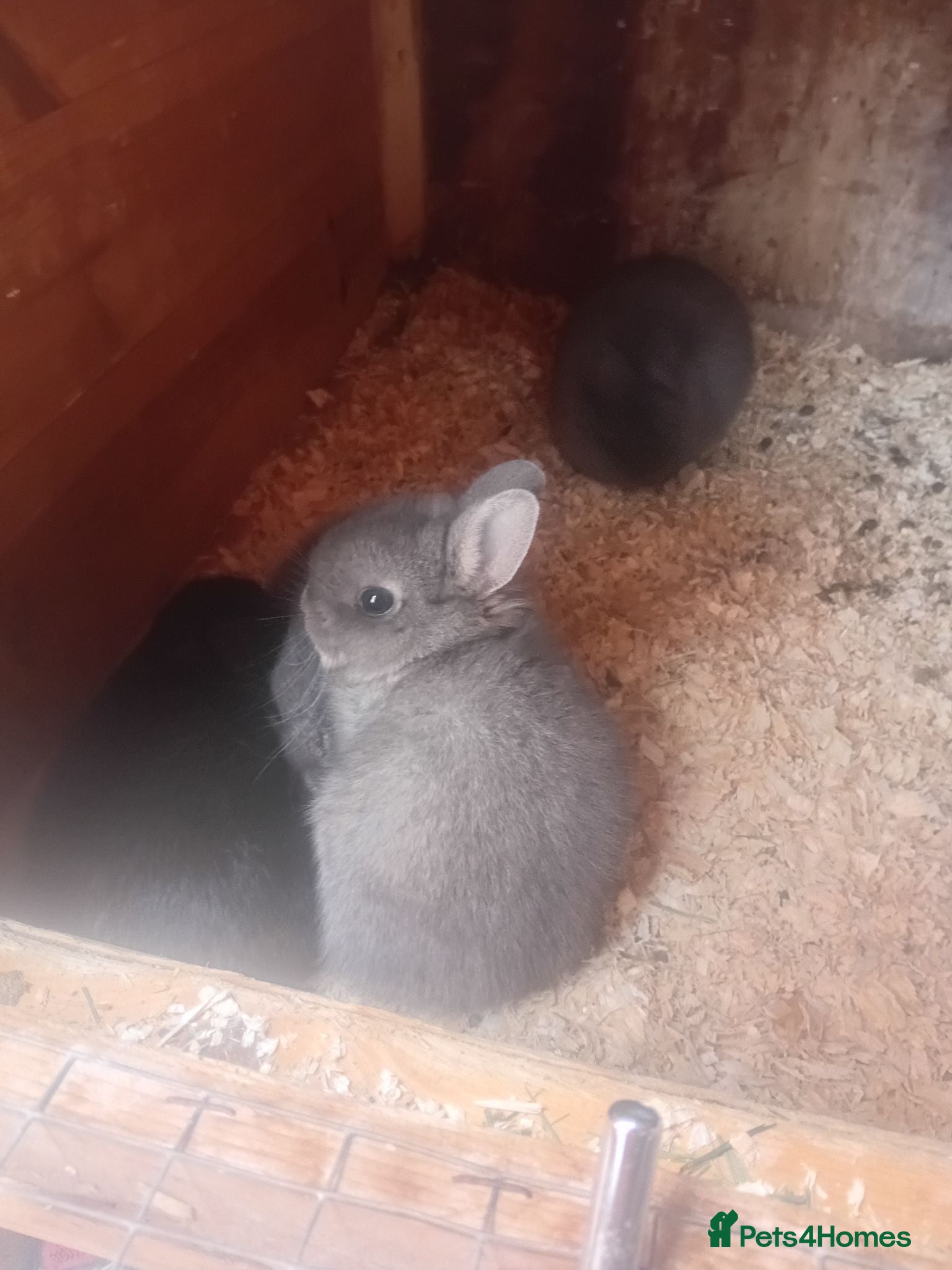 Netherland Dwarf rabbits Netherlands dwarf babys  - Advert 1