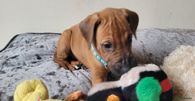 Rhodesian Ridgeback dogs - Advert 3