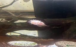 Angelfish fish for sale: Angels & Plecos - Image 9